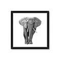 Picture of Elephant Black and White _GroupedProduct_Square_Mini_ _GroupedProduct_Square_Framed_Matted_
