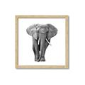 Picture of Elephant Black and White _GroupedProduct_Square_Mini_ _GroupedProduct_Square_Framed_Matted_