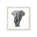 Picture of Elephant Black and White _GroupedProduct_Square_Mini_ _GroupedProduct_Square_Framed_Matted_