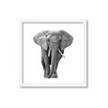 Picture of Elephant Black and White _GroupedProduct_Square_Mini_ _GroupedProduct_Square_Framed_Matted_