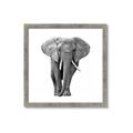 Picture of Elephant Black and White _GroupedProduct_Square_Mini_ _GroupedProduct_Square_Framed_Matted_