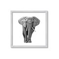 Picture of Elephant Black and White _GroupedProduct_Square_Mini_ _GroupedProduct_Square_Framed_Matted_