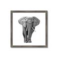 Picture of Elephant Black and White _GroupedProduct_Square_Mini_ _GroupedProduct_Square_Framed_Matted_