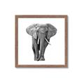 Picture of Elephant Black and White _GroupedProduct_Square_Mini_ _GroupedProduct_Square_Framed_Matted_