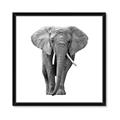 Picture of Elephant Black and White _GroupedProduct_Square_Mini_ _GroupedProduct_Square_Framed_Matted_