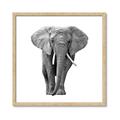 Picture of Elephant Black and White _GroupedProduct_Square_Mini_ _GroupedProduct_Square_Framed_Matted_