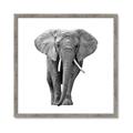 Picture of Elephant Black and White _GroupedProduct_Square_Mini_ _GroupedProduct_Square_Framed_Matted_