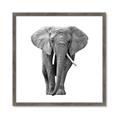 Picture of Elephant Black and White _GroupedProduct_Square_Mini_ _GroupedProduct_Square_Framed_Matted_