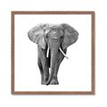 Picture of Elephant Black and White _GroupedProduct_Square_Mini_ _GroupedProduct_Square_Framed_Matted_