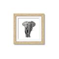 Picture of Elephant Black and White _GroupedProduct_Square_Mini_ _GroupedProduct_Square_Framed_Matted_