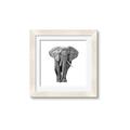 Picture of Elephant Black and White _GroupedProduct_Square_Mini_ _GroupedProduct_Square_Framed_Matted_