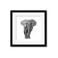 Picture of Elephant Black and White _GroupedProduct_Square_Mini_ _GroupedProduct_Square_Framed_Matted_