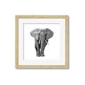 Picture of Elephant Black and White _GroupedProduct_Square_Mini_ _GroupedProduct_Square_Framed_Matted_