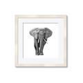 Picture of Elephant Black and White _GroupedProduct_Square_Mini_ _GroupedProduct_Square_Framed_Matted_