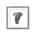 Picture of Elephant Black and White _GroupedProduct_Square_Mini_ _GroupedProduct_Square_Framed_Matted_