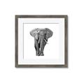 Picture of Elephant Black and White _GroupedProduct_Square_Mini_ _GroupedProduct_Square_Framed_Matted_