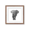 Picture of Elephant Black and White _GroupedProduct_Square_Mini_ _GroupedProduct_Square_Framed_Matted_