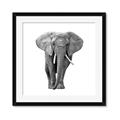 Picture of Elephant Black and White _GroupedProduct_Square_Mini_ _GroupedProduct_Square_Framed_Matted_