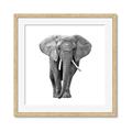 Picture of Elephant Black and White _GroupedProduct_Square_Mini_ _GroupedProduct_Square_Framed_Matted_