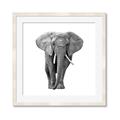 Picture of Elephant Black and White _GroupedProduct_Square_Mini_ _GroupedProduct_Square_Framed_Matted_