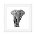 Picture of Elephant Black and White _GroupedProduct_Square_Mini_ _GroupedProduct_Square_Framed_Matted_