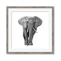 Picture of Elephant Black and White _GroupedProduct_Square_Mini_ _GroupedProduct_Square_Framed_Matted_
