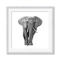 Picture of Elephant Black and White _GroupedProduct_Square_Mini_ _GroupedProduct_Square_Framed_Matted_