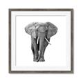 Picture of Elephant Black and White _GroupedProduct_Square_Mini_ _GroupedProduct_Square_Framed_Matted_