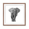 Picture of Elephant Black and White _GroupedProduct_Square_Mini_ _GroupedProduct_Square_Framed_Matted_