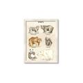 Picture of Bears Chart _GroupedProduct_Rectangle_Portrait_Mini_ _GroupedProduct_Rectangle_Portrait_Framed_Matted_