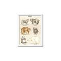 Picture of Bears Chart _GroupedProduct_Rectangle_Portrait_Mini_ _GroupedProduct_Rectangle_Portrait_Framed_Matted_