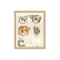 Picture of Bears Chart _GroupedProduct_Rectangle_Portrait_Mini_ _GroupedProduct_Rectangle_Portrait_Framed_Matted_
