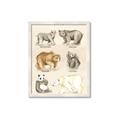 Picture of Bears Chart _GroupedProduct_Rectangle_Portrait_Mini_ _GroupedProduct_Rectangle_Portrait_Framed_Matted_