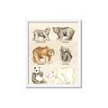 Picture of Bears Chart _GroupedProduct_Rectangle_Portrait_Mini_ _GroupedProduct_Rectangle_Portrait_Framed_Matted_