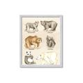 Picture of Bears Chart _GroupedProduct_Rectangle_Portrait_Mini_ _GroupedProduct_Rectangle_Portrait_Framed_Matted_
