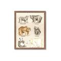 Picture of Bears Chart _GroupedProduct_Rectangle_Portrait_Mini_ _GroupedProduct_Rectangle_Portrait_Framed_Matted_