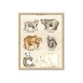 Picture of Bears Chart _GroupedProduct_Rectangle_Portrait_Mini_ _GroupedProduct_Rectangle_Portrait_Framed_Matted_