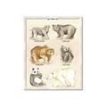 Picture of Bears Chart _GroupedProduct_Rectangle_Portrait_Mini_ _GroupedProduct_Rectangle_Portrait_Framed_Matted_