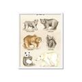 Picture of Bears Chart _GroupedProduct_Rectangle_Portrait_Mini_ _GroupedProduct_Rectangle_Portrait_Framed_Matted_