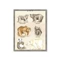 Picture of Bears Chart _GroupedProduct_Rectangle_Portrait_Mini_ _GroupedProduct_Rectangle_Portrait_Framed_Matted_