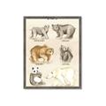 Picture of Bears Chart _GroupedProduct_Rectangle_Portrait_Mini_ _GroupedProduct_Rectangle_Portrait_Framed_Matted_