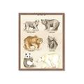 Picture of Bears Chart _GroupedProduct_Rectangle_Portrait_Mini_ _GroupedProduct_Rectangle_Portrait_Framed_Matted_