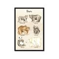 Picture of Bears Chart _GroupedProduct_Rectangle_Portrait_Mini_ _GroupedProduct_Rectangle_Portrait_Framed_Matted_