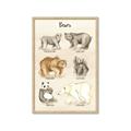 Picture of Bears Chart _GroupedProduct_Rectangle_Portrait_Mini_ _GroupedProduct_Rectangle_Portrait_Framed_Matted_