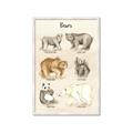 Picture of Bears Chart _GroupedProduct_Rectangle_Portrait_Mini_ _GroupedProduct_Rectangle_Portrait_Framed_Matted_