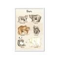 Picture of Bears Chart _GroupedProduct_Rectangle_Portrait_Mini_ _GroupedProduct_Rectangle_Portrait_Framed_Matted_
