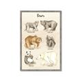 Picture of Bears Chart _GroupedProduct_Rectangle_Portrait_Mini_ _GroupedProduct_Rectangle_Portrait_Framed_Matted_