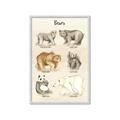 Picture of Bears Chart _GroupedProduct_Rectangle_Portrait_Mini_ _GroupedProduct_Rectangle_Portrait_Framed_Matted_