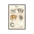 Picture of Bears Chart _GroupedProduct_Rectangle_Portrait_Mini_ _GroupedProduct_Rectangle_Portrait_Framed_Matted_