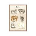 Picture of Bears Chart _GroupedProduct_Rectangle_Portrait_Mini_ _GroupedProduct_Rectangle_Portrait_Framed_Matted_